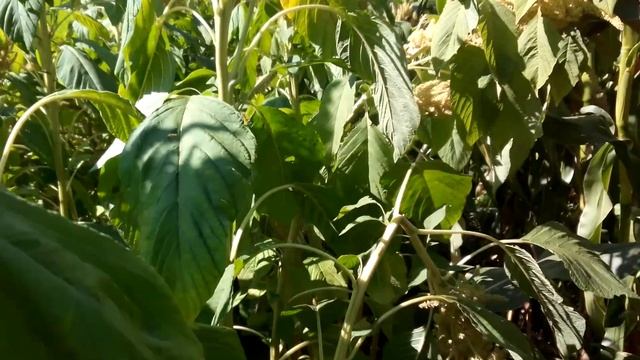 Амарант - 2 метра 70 см вымахал на приусадебном участке в 2019 году смотреть онлайн