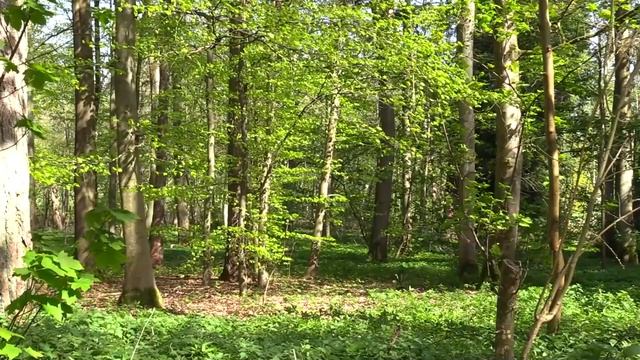ПЕНИЕ ПТИЦ В ЛЕСУ С КРАСИВОЙ РАССЛАБЛЯЮЩЕЙ МУЗЫКОЙ ПИАНИНО. смотреть онлайн