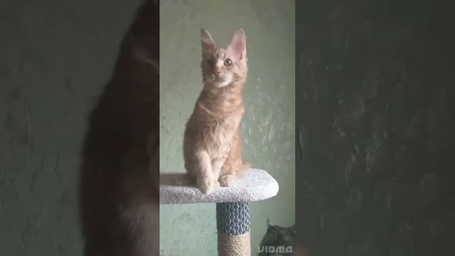 Завулон, красный солид, 4 месяца, бронь. #котенок_мейн_кун_тюмень смотреть онлайн