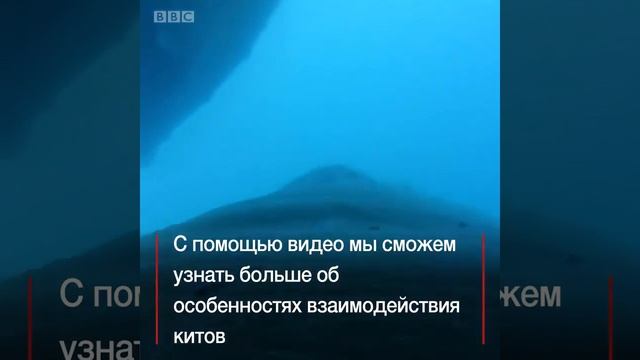 Как выглядит мир глазами кита? Ученым удалось выяснить! смотреть онлайн
