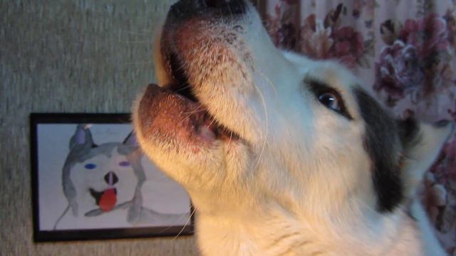 ПЕСНЯ ХАСКИ- О РОДИНЕ СВОИХ ПРЕДКОВ СЕВЕРА смотреть онлайн