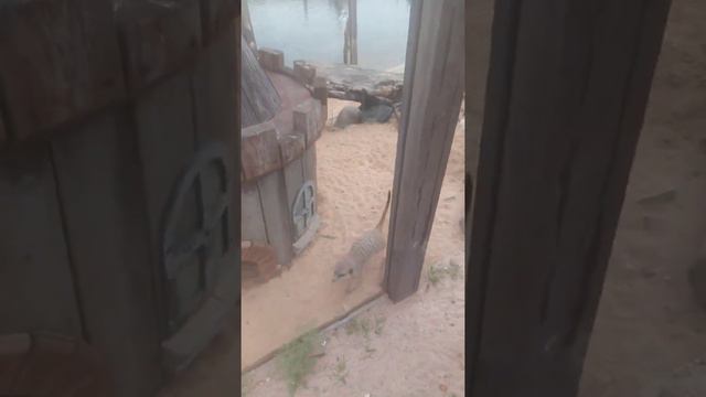 встретил тимона (суриката) в зоопарке 😂 смотреть онлайн