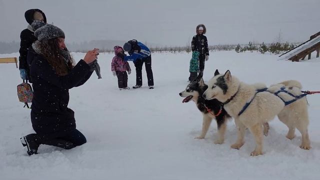 Хаски. катание на упряжках в Клан Симурана (Ижевск, Удмуртия) смотреть онлайн