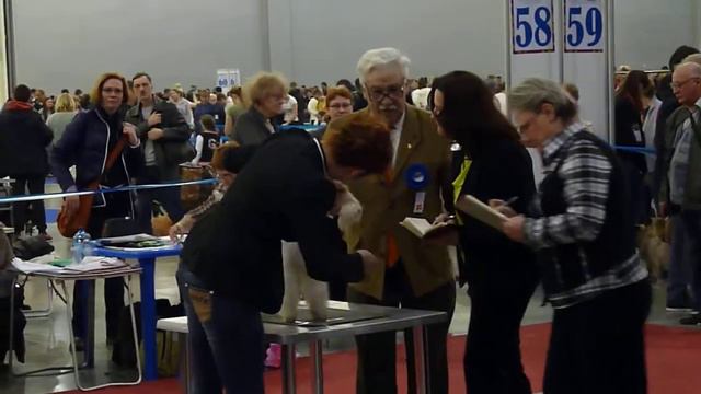 Евразия-1, 21.03.15, кобель открытый класс смотреть онлайн