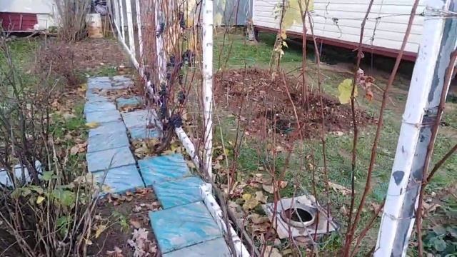 Виноградная погода в Подмосковье 26 октября 2019 обрезать виноград? смотреть онлайн