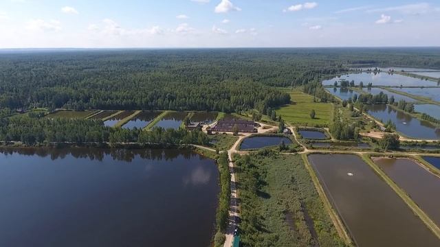 Рыбхоз Клинский, участок новосёлки, Элитный пруд. смотреть онлайн