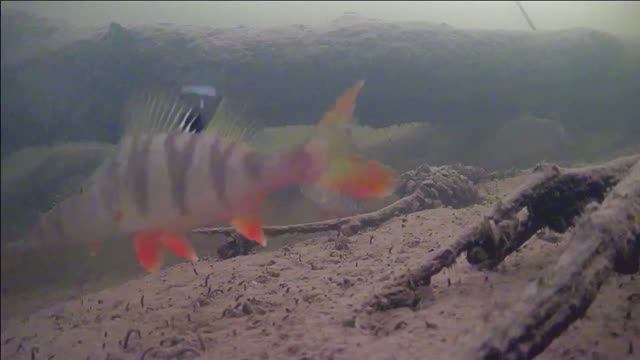 Где-то на Волге в КОРЯГАХ. Жизнь подо льдом. Окунь смотреть онлайн