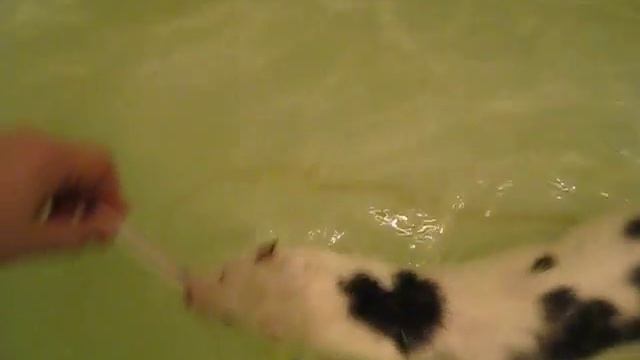 Полноценное купание норки смотреть онлайн