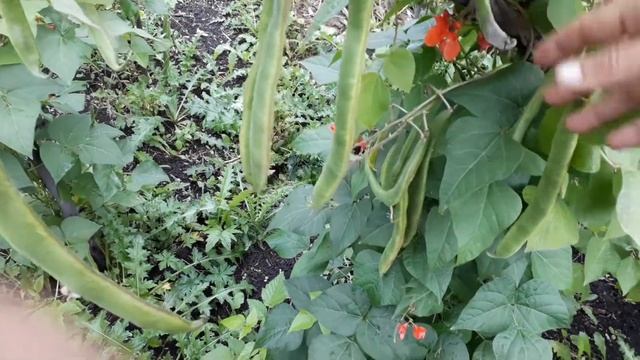 Фасоль  вьющейся  ПОБЕДИТЕЛЬ