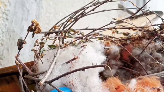 Из чего БЕЛКА сделала гнездо / Убираем в домике / 4 этаж / балкон смотреть онлайн