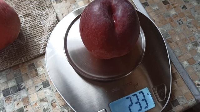 нектарин из косточки заключительное видео - взвешивание. смотреть онлайн