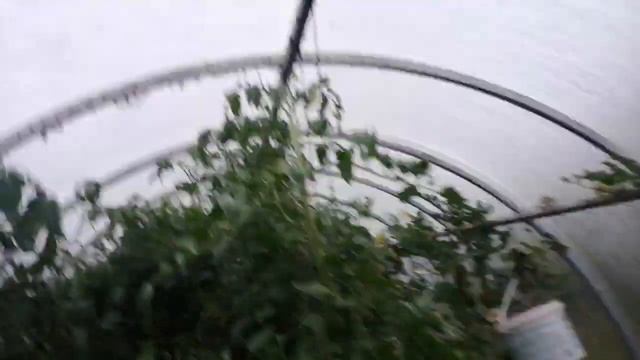 Будни фазенды. Индоутка с утятами. Помидоры в теплице. смотреть онлайн