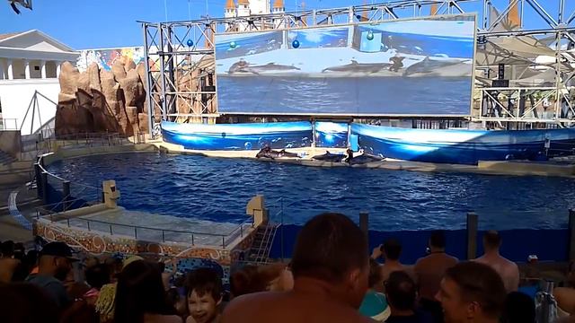 Водное шоу с дельфинами| 8(965)380-13-11 Москва смотреть онлайн