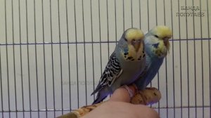 ? Учим попугая Кеша говорить. Видеоурок 1: "Кеша птичка не простая, Кеша - летчик!"