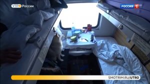 Как путешествовать с собакой в поезде и электричке?