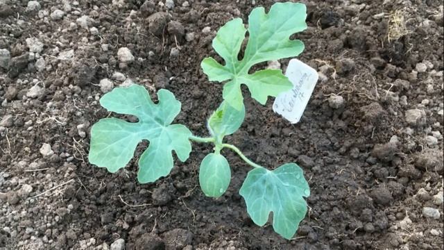 Арбуз Шуга Бейби (Сахарный малыш) - неприхотливый раннеспелый сорт.  Обзор сорта выращивание и уход