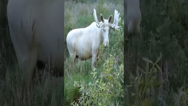 Белый лось смотреть онлайн