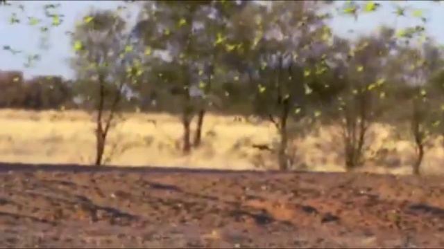 BirdsInNature - 2 Огромная стая невероятно красивых птиц смотреть онлайн