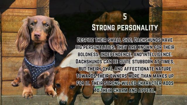 Dachshund Delights: 10 Amazing Facts That Will Make You Fall in Love смотреть онлайн