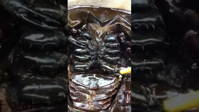 Limulus polyphemus 2 смотреть онлайн