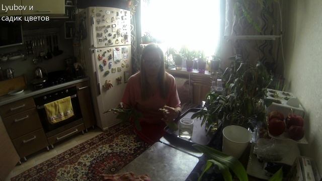 Комнатные цветы/Цветочные новости/Черенки-отростки/Посадка-пересадка смотреть онлайн