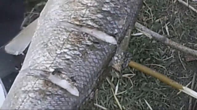 Готовим омуля.омуль на рожне смотреть онлайн