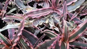 Cryptanthus - grow & care Starfish Plant (also as houseplant)
