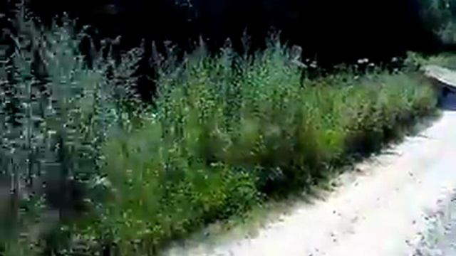 Прогулка в Григорово 3 смотреть онлайн