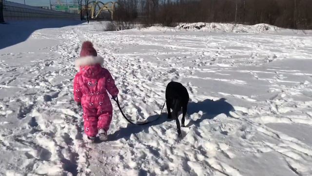 Американский питбультерьер Пирс Платинум Тай и девочка Вероника смотреть онлайн