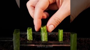 34 ЛАЙФХАКА О ТОМ, КАК ВЫРАСТИТЬ САД СВОИМИ РУКАМИ