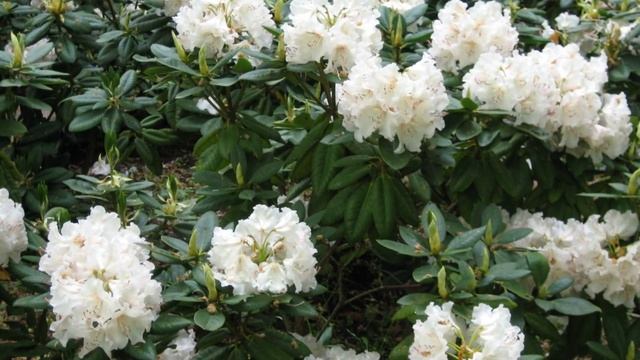 Сад цветов. Голландия. Кёкенхоф. смотреть онлайн