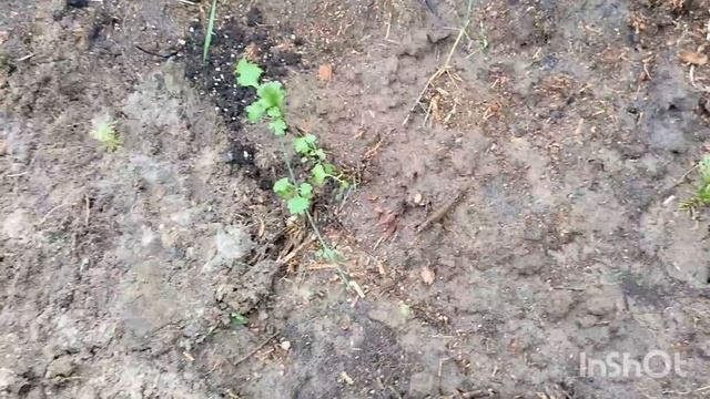 дача, прогулка по участку в сентябре. колеусы, форзиция и другие растения