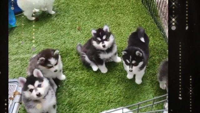 Playful Pomskies смотреть онлайн