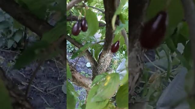 А у меня в саду кизил поспел. смотреть онлайн