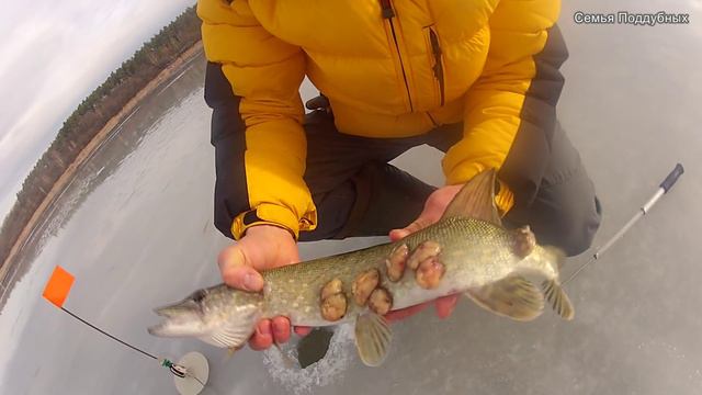 Жена словила щуку больше чем я! Жена на рыбалке 2 Рыбалка на льду Поддубные смотреть онлайн