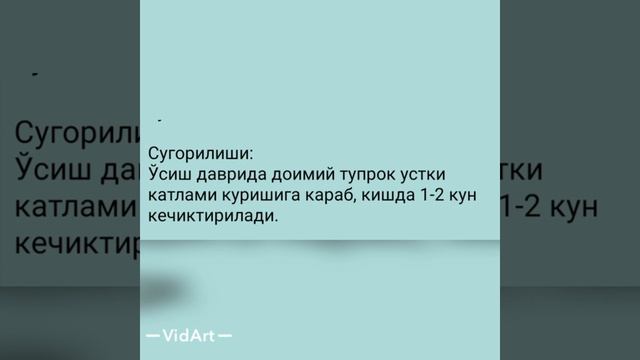 ALOKAZAY Guli haqida ??. Arma. Fil quloq. смотреть онлайн