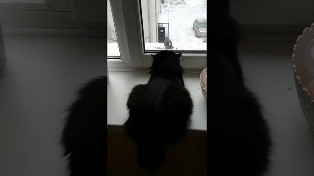 Снегири прилетели,а кошка прилетела на снегирей)) смотреть онлайн