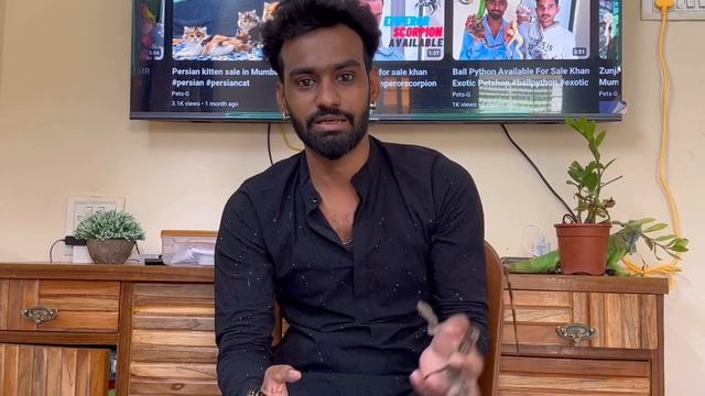 Red tail boa and carpet python available for sale khan exotic petshop смотреть онлайн