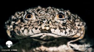 Гигантская лягушка, выловленная из перуанского озера Титикака?