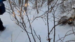 Охота на утку с воздушки