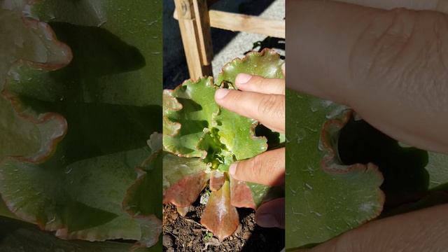 Echeveria Diamond state reversa, monstruosa tudo junto e misturado! смотреть онлайн