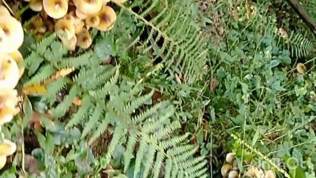 Медовые опята в ноябре#сочинцы#sochi2022#грибывсочи#лоо2022