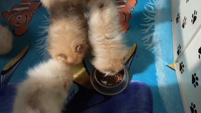 Щенки шпица линяют, состояние Пырзик? новый корм #шпиц #шпицы