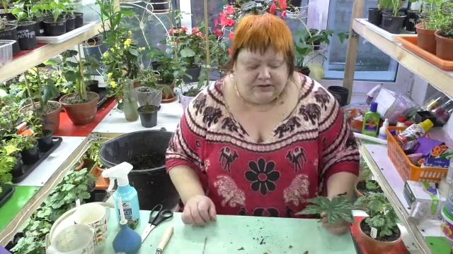 Бегония Гриффон...омоложение, черенкование, детки из фрагмента листа. часть3 смотреть онлайн