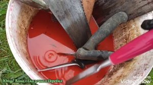 Как вылечить черный рак деревьев? Разные варианты + средство по совету агронома.