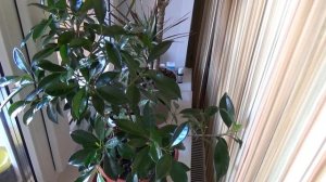 Блестящий фикус Бенжамина | мощное средство для листа фикуса | ПРО Цветы ?