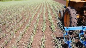 Междурядная культивация чеснока 2019