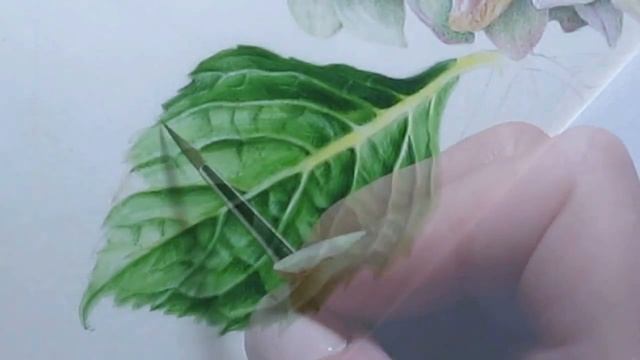 Watercolor Hydrangea Leaf смотреть онлайн