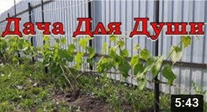 Как обрезать виноград? Формируем ПОШАГОВО???