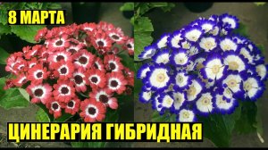 Выращивание цветов к 8 марта. Цинерария гибридная.
